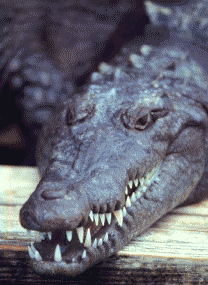 gatorhd.gif - 31.9 K